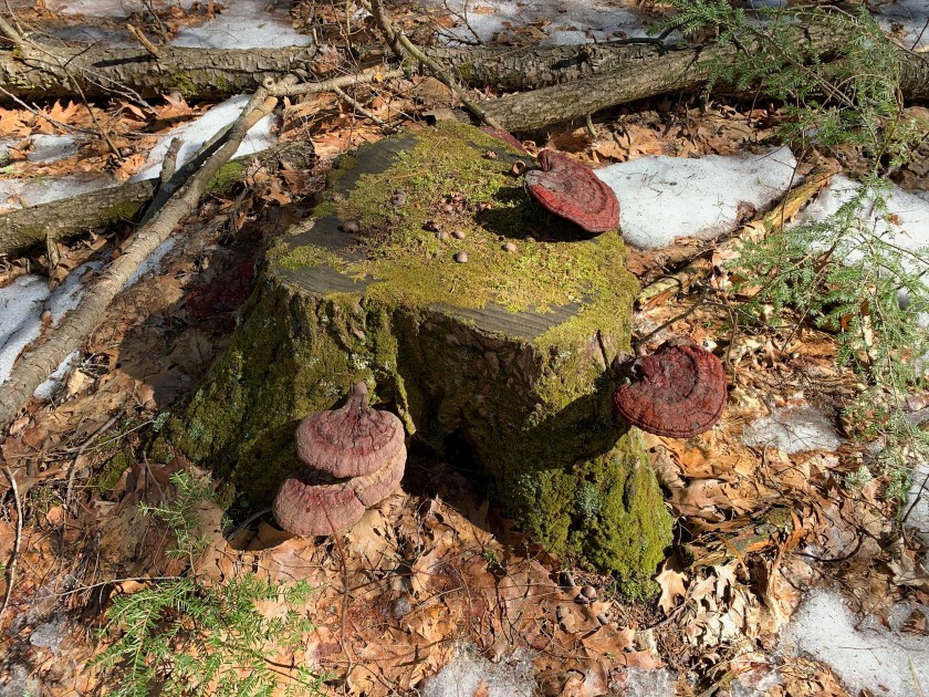 Mushrooms seen on our hike