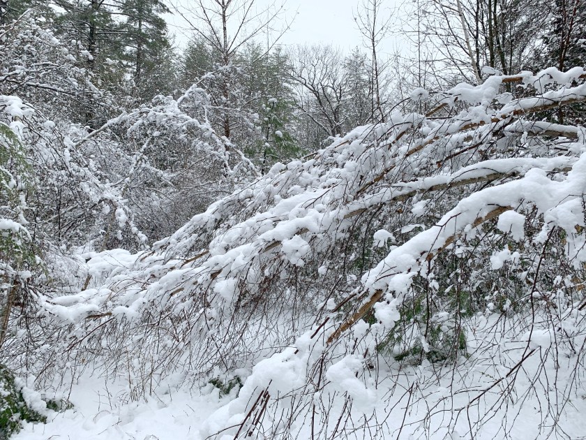 snowstorm April New Hampshire