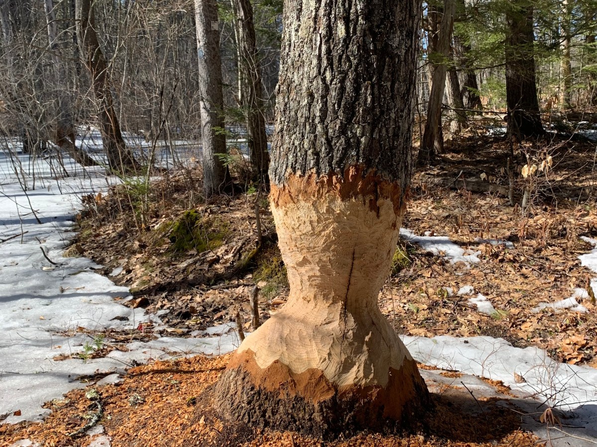Hiking New Hampshire, So Happy To Be&nbsp;Here!
