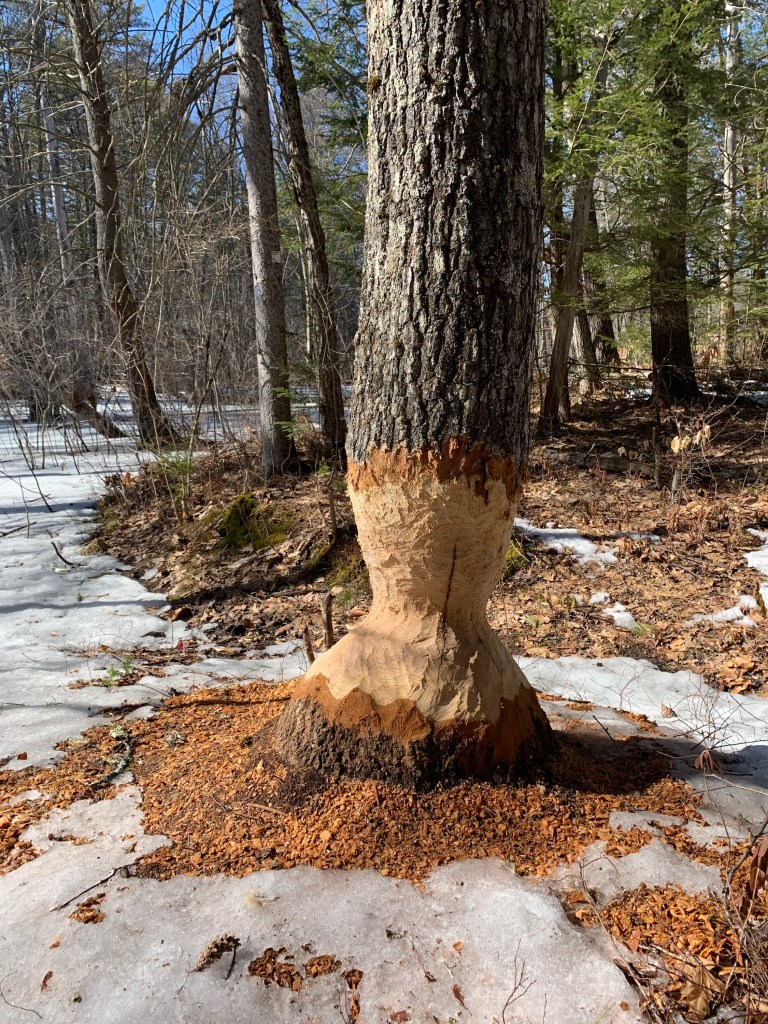 Big tree which was extremely chewed at the base by beavers