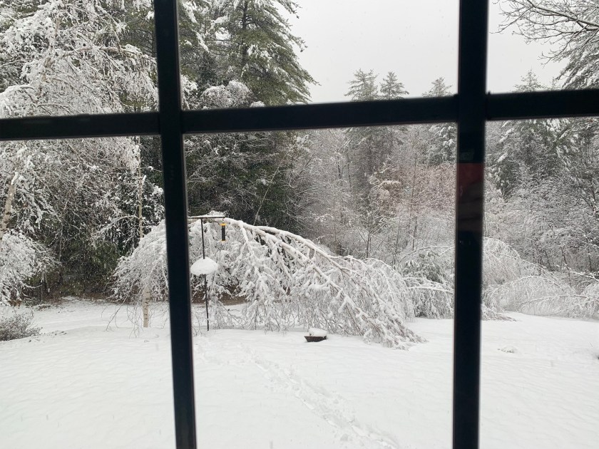 Heavy wet snow beds trees New Hampshire