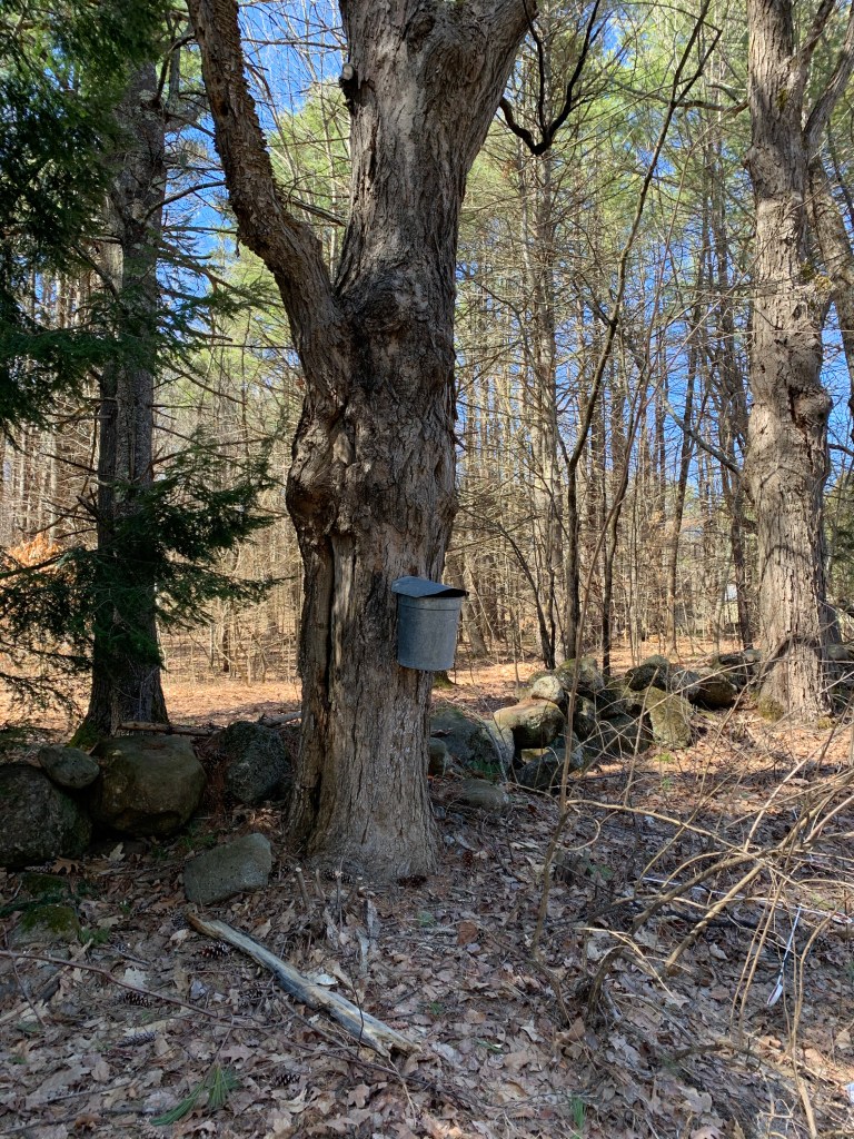 Tin bucket on maple tree collecting sap