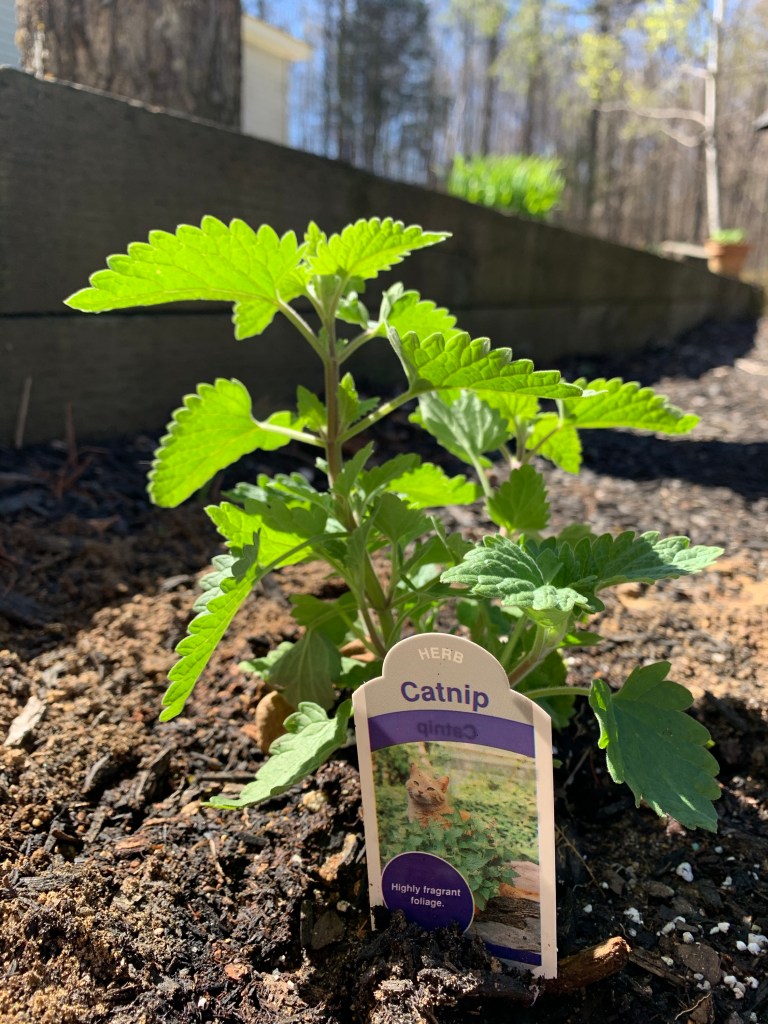 Growing catnip in the garden