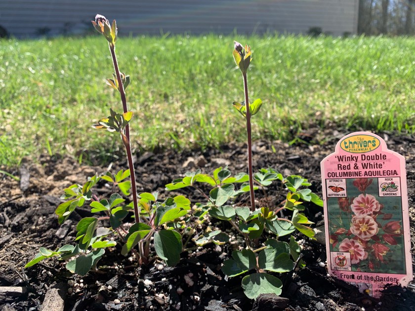 Columbine perennial planted in Spring