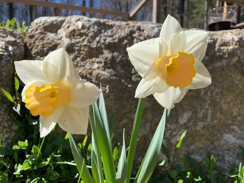 Daffodils in Spring