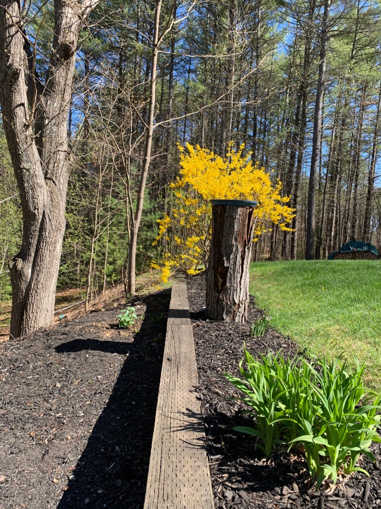 Forsythia in New England Spring