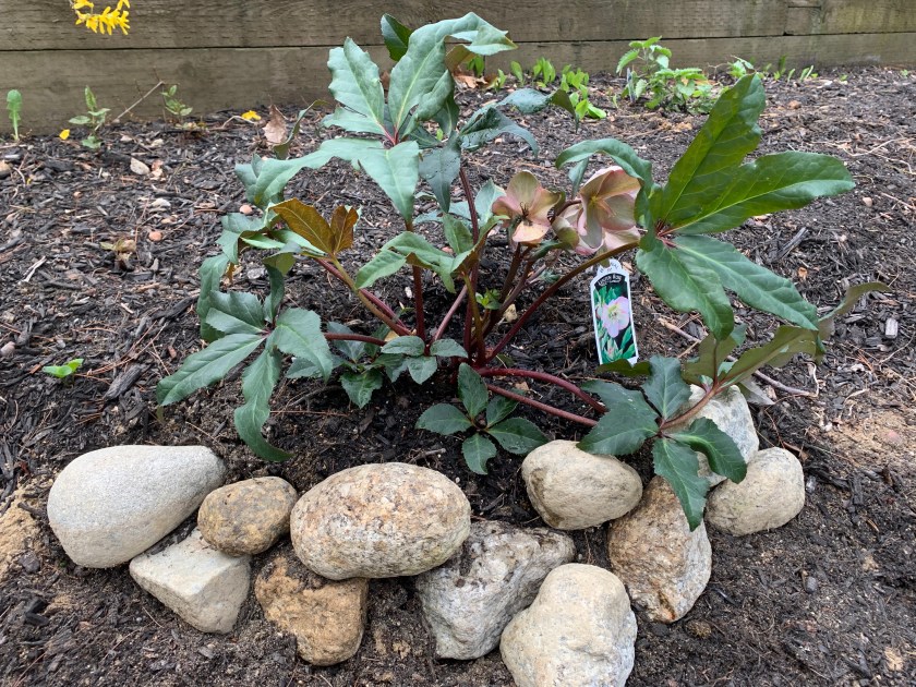 Lentin rose planted in Spring in New Hampshire