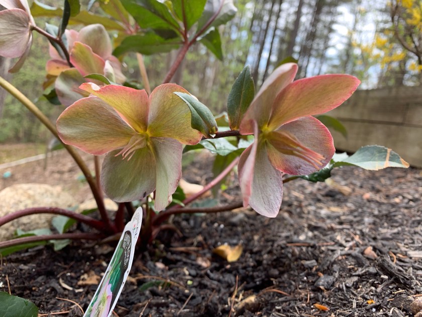 Lenton rose flowers