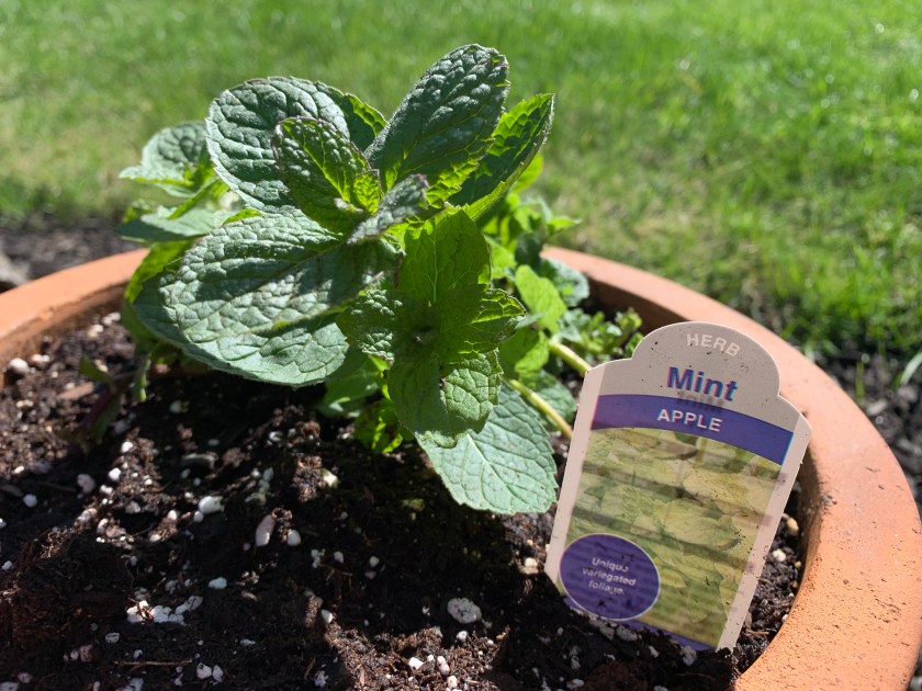 Apple mint planted in a clay pot