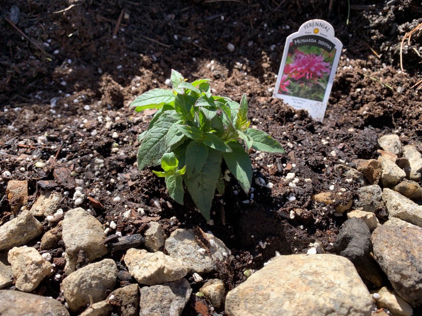 Monarda planted in Spring garden new hampshire