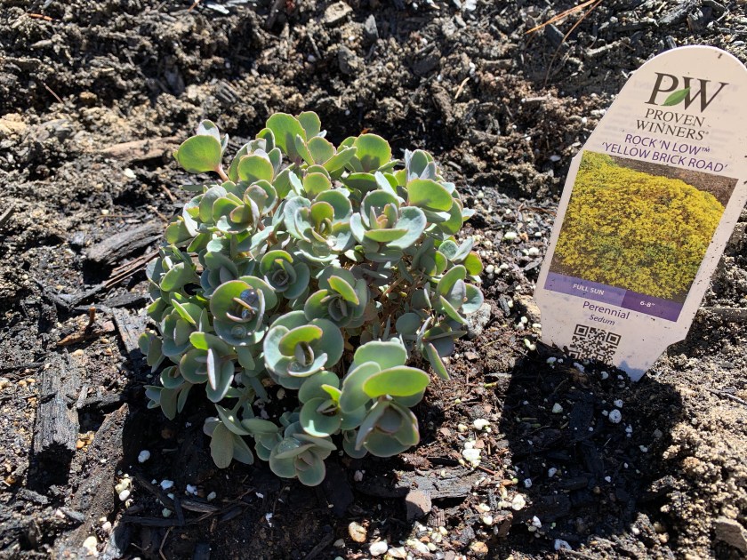 Sedum perennial ground cover planted in spring