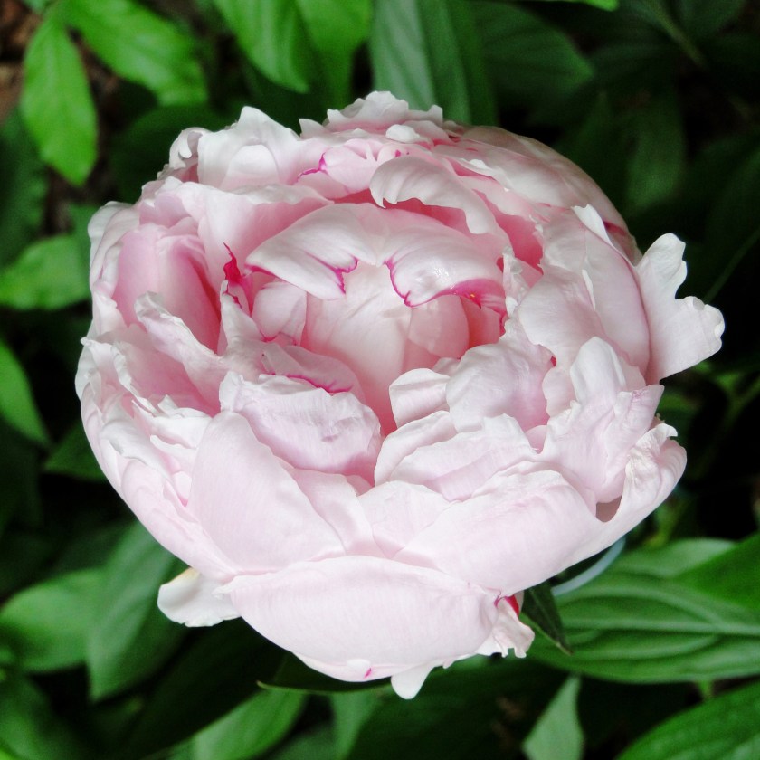 pink peony pale pink flower