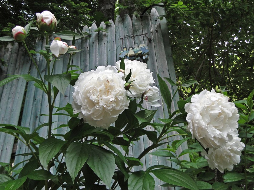 peonies white peony shrub