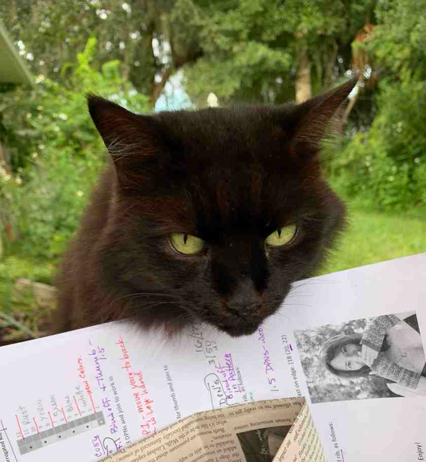 black cat, knitting basket, fontana