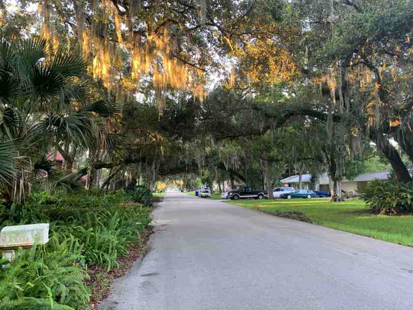 Florida neighborhood oak trees flat street