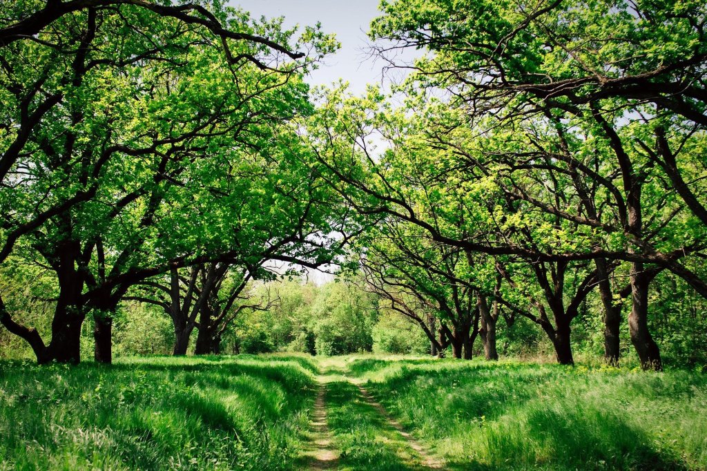 Green field and rustic roadway through tall trees of green leaves.
