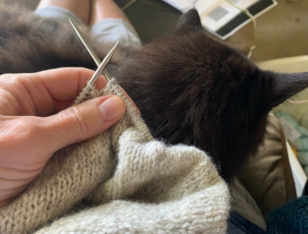 knitting cat in lap