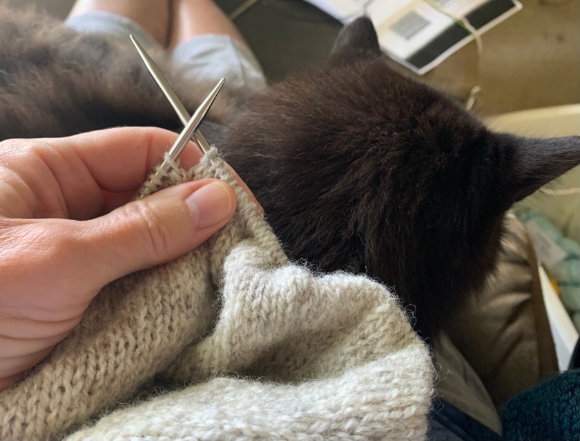 knitting cat in lap