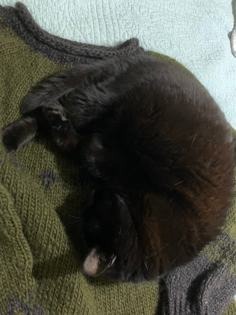 black cat curled up on hand knit sweater