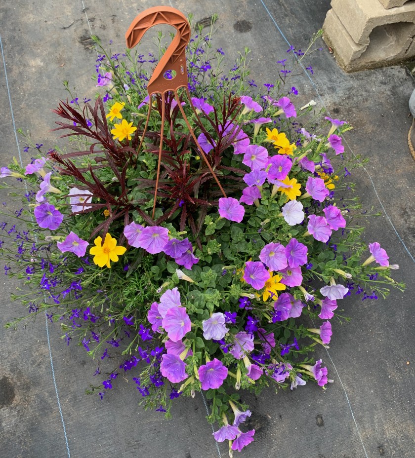 purple petunia hanging basket