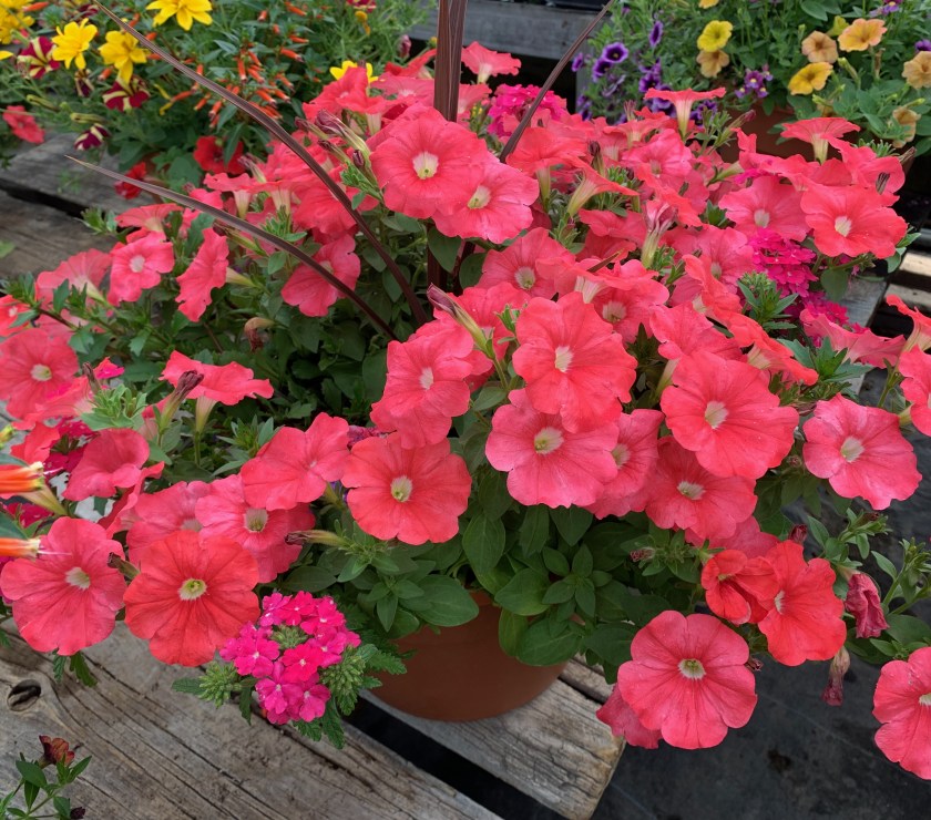 coral pink petunias