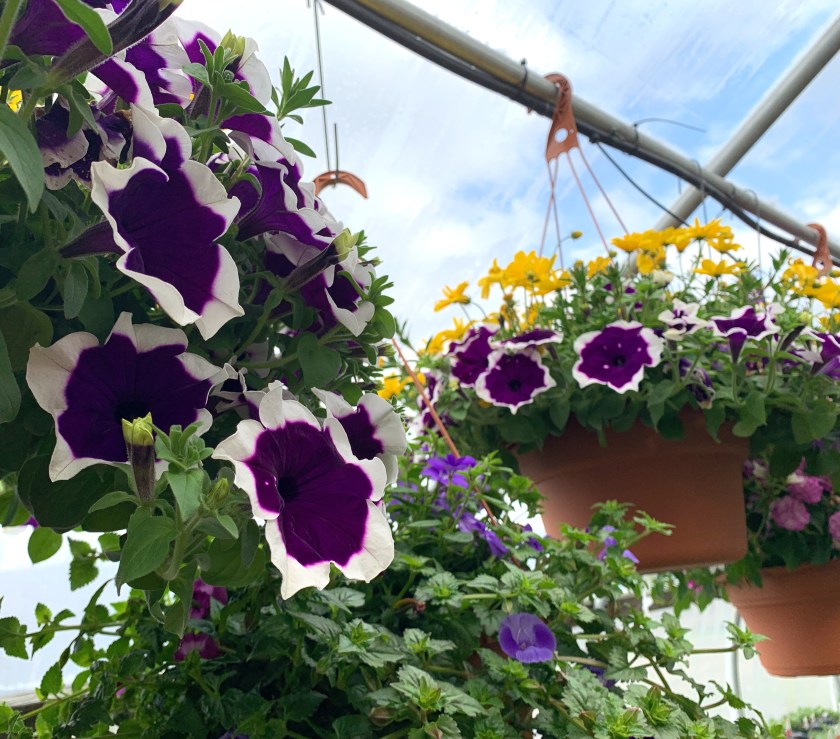 purple petunias