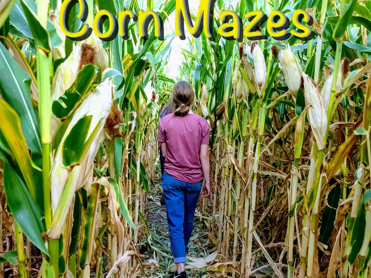 The Appeal of a Corn&nbsp;Maze