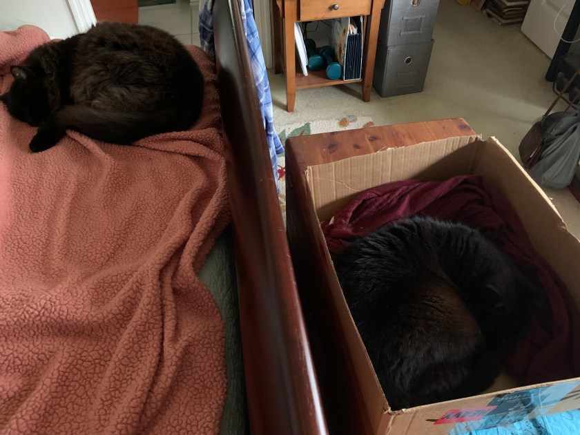 black cats sleeping