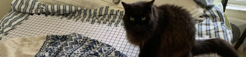 black cat on blocking mats with Doublemassa hat