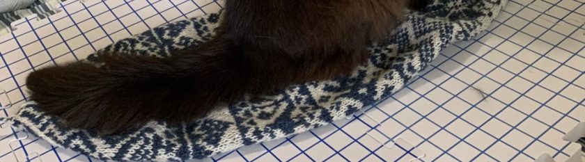 black cat sitting on colorwork hat project on drying boards